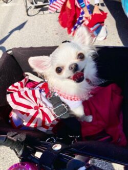 Veterans Day Parade West Palm Beach 2021